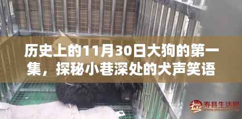 历史上的11月30日大狗首集,犬声笑语探秘小巷深处