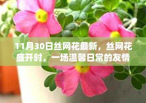 丝网花盛开时,温馨日常的友情记录