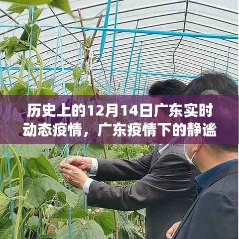 广东疫情下的静谧美景探索,历史视角下的疫情实时动态与自然的共舞旅程