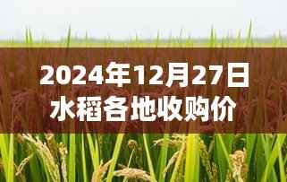 水稻各地收购价实时更新(最新日期,2024年12月27日)