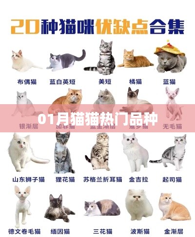 01月热门猫猫品种大盘点