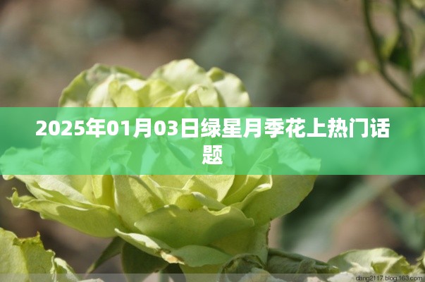 绿星月季花成热门话题,探寻其魅力与未来