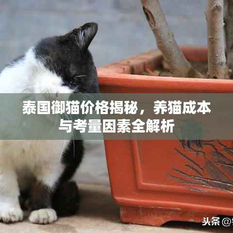 泰国御猫价格揭秘,养猫成本与考量因素全解析