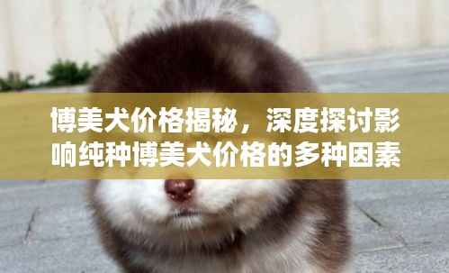 博美犬价格揭秘,深度探讨影响纯种博美犬价格的多种因素