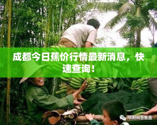 成都今日蕉价行情最新消息,快速查询!