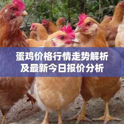 蛋鸡价格行情走势解析及最新今日报价分析