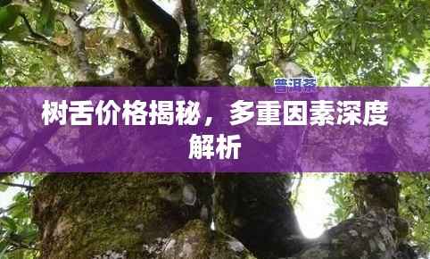 树舌价格揭秘,多重因素深度解析