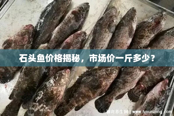 石头鱼价格揭秘,市场价一斤多少?