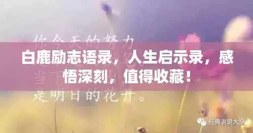 白鹿励志语录,人生启示录,感悟深刻,值得收藏!