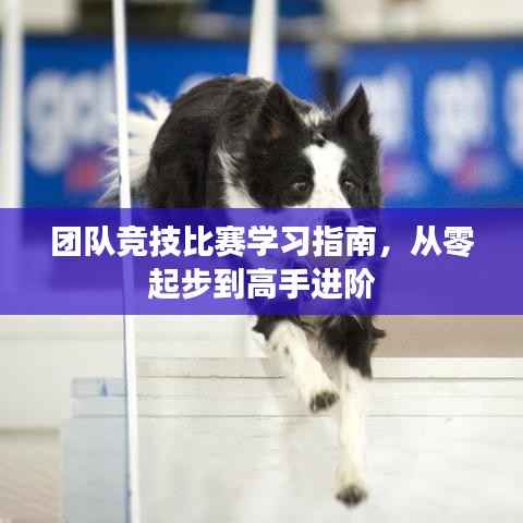 团队竞技比赛学习指南,从零起步到高手进阶