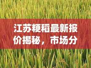 江苏粳稻最新报价揭秘,市场分析展望,掌握稻谷市场动态