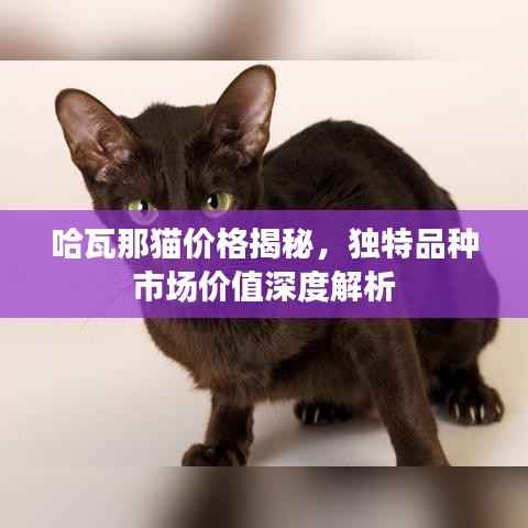 哈瓦那猫价格揭秘,独特品种市场价值深度解析