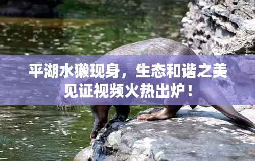 平湖水獭现身,生态和谐之美见证视频火热出炉!