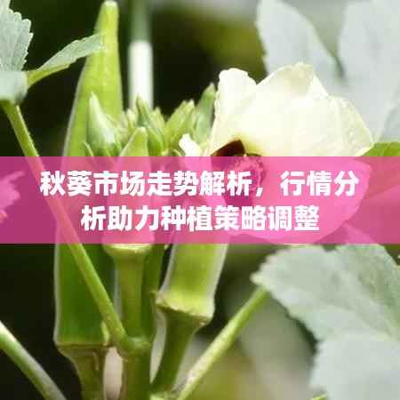秋葵市场走势解析,行情分析助力种植策略调整